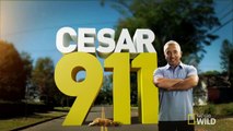 Cesar 911 - Cesar Millan