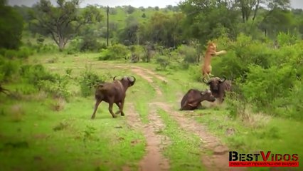 2 миллиона просмотров за 2 дня • Буйвол против льва