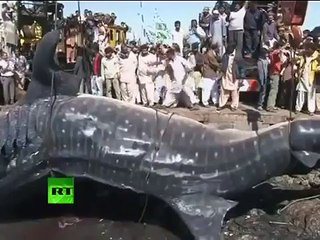 Поймана гигантская китовая акула. Шок