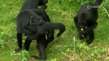 Réouverture de L'Ecozoo des Sables-d'Olonne : les nouveautés