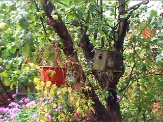 АЛАБАЙ ОХРАНЯЕТ Alabai - guard ПРИКОЛ