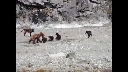 БУРАЯ МЕДВЕДИЦА ПРОТИВ СТАИ ВОЛКОВ