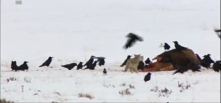 ВОЛК ПРОТИВ КОЙОТА,ВОЛК VS КОЙОТ