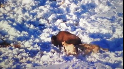 ВОЛКИ ПРОТИВ БИЗОНОВ