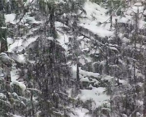 Muzaffarabad, Margalla Hills receive first snowfall in 10 years