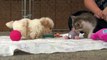 Cutest Rescue Puppy and Kitten Are Best Friends