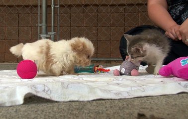 Cutest Rescue Puppy and Kitten Are Best Friends