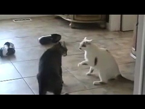 ЗЛЫЕ КОТЫ ДЕРУТСЯ НА КУХНЕ.