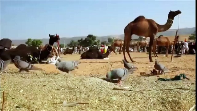 Как кот охотится. Интересное видео