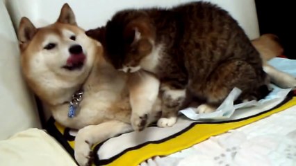 Классная Хаски и злой Котэ