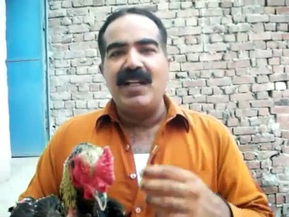 ASEEL BREEDING information by usted rana safdar shab..flv