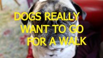 Funny dogs cant wait to go for a walk - Funny dog compilation