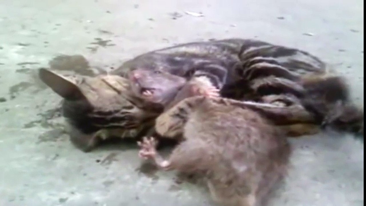 КОТ ДУШИТ КРЫСУ