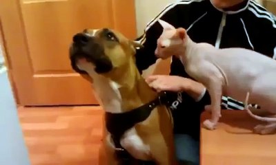КОТ СФИНКС ЗНАКОМИТСЯ С СОБАКОЙ приколы!!!