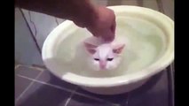 Котенок не хочет вылезать из теплой ванны. Смешные кошки