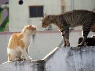 КОТЫ УСТРОИЛИ СЕРЬЕЗНУЮ РАЗБОРКУ