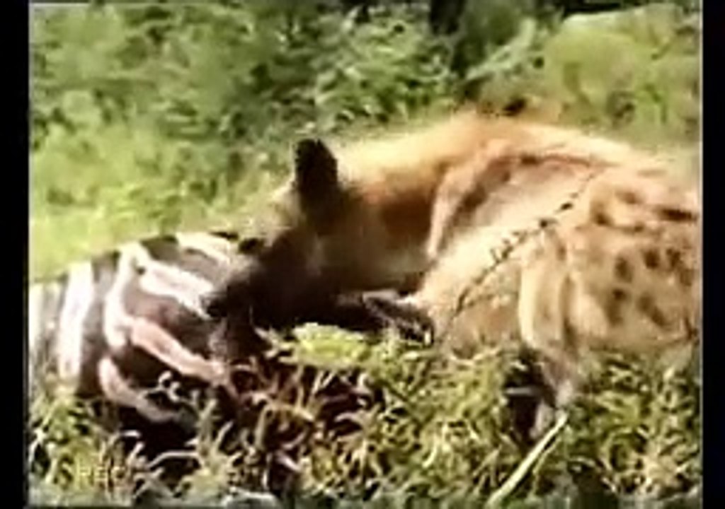 Раненная львица стала легкой жертвой гиен!