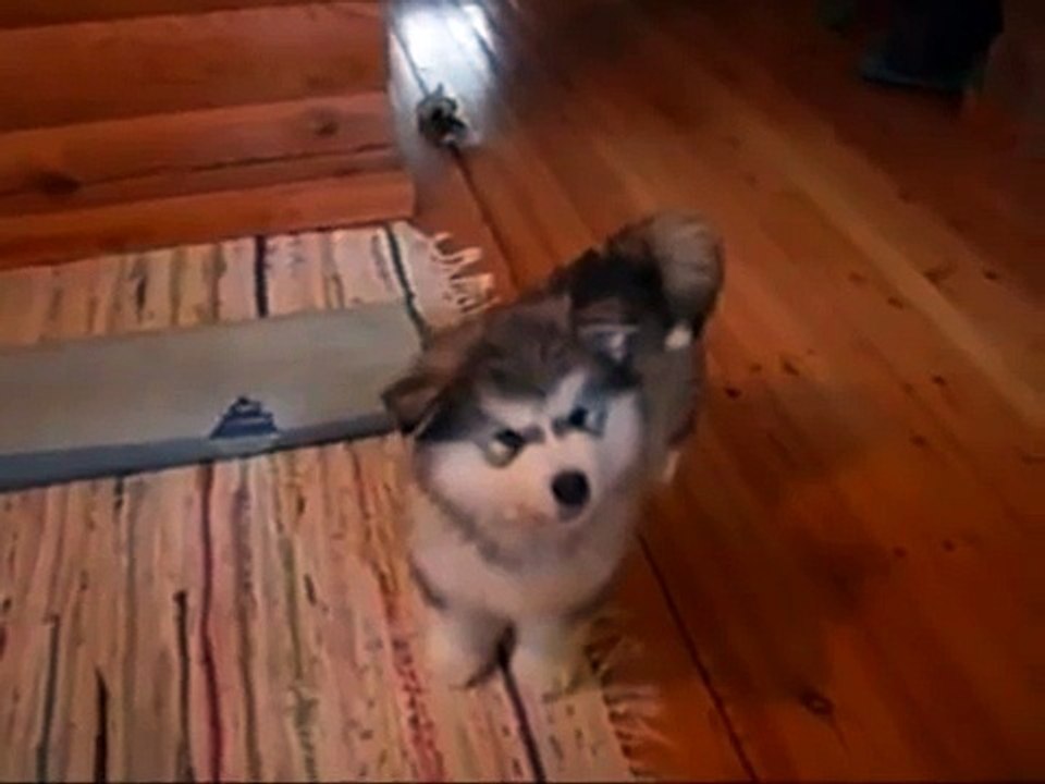 Прикольный щенок хаски музыкальный малыш!