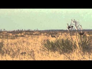Predator Quest  - One Stand....3 Dead Coyotes...