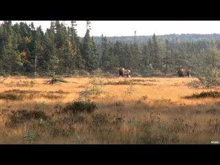 Hitmen Canada - Moose Whisperer?