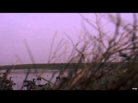 The Fowl Life - Maxed Out Heater Part 2