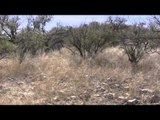 SOLO Hunter TV - On the Border with Cartel, Coues and Javalina