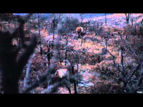 Where in the World is Colorado Buck? - Amy's Elk with Pack N Horns