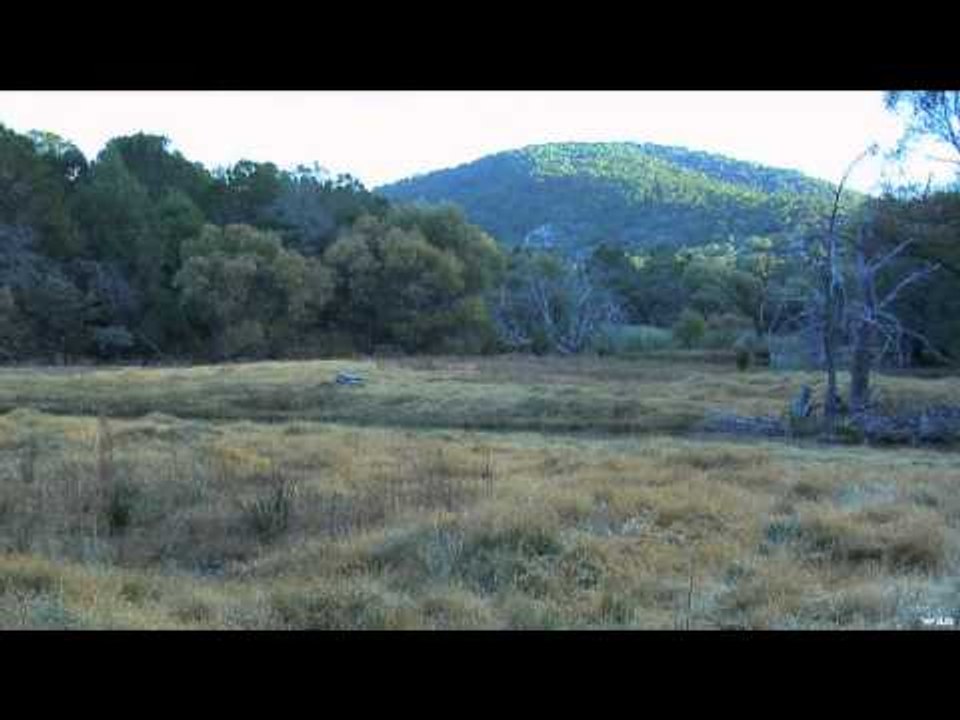 Moment of Impact - Dynamite Deer