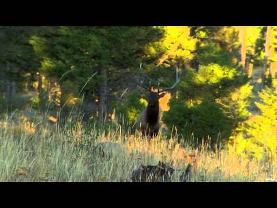 Primos - The Truth About Hunting - Elk Hunting...