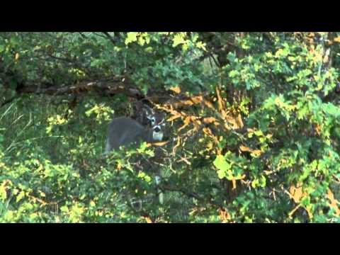 Intrepid Outdoors - Big Eight Point Bonanza Part One