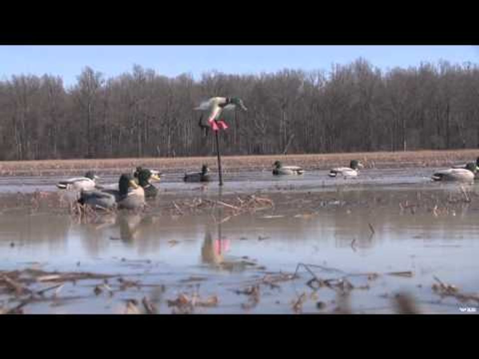 Mojo TV - Migration Chasing Through Tennessee & Arkansas