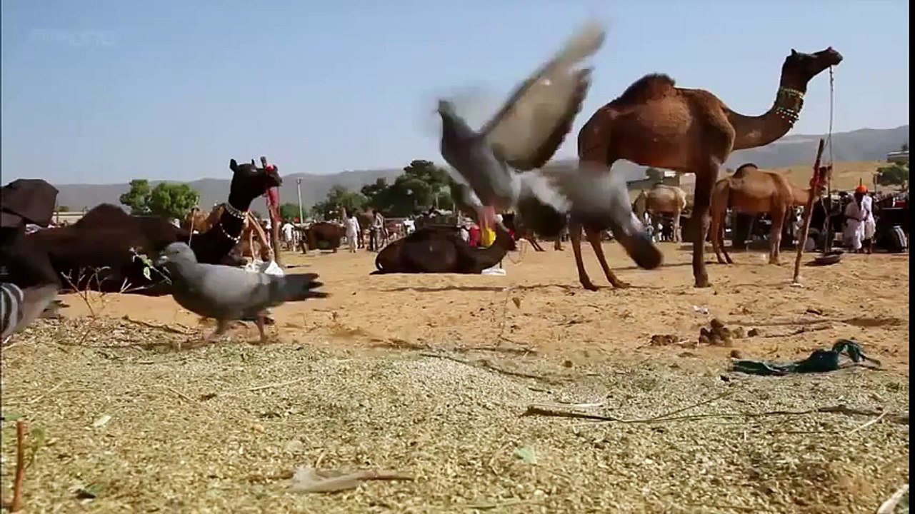 КОШКА ОХОТИТСЯ НА ГОЛУБЕЙ, КОТ VS ГОЛУБЬ