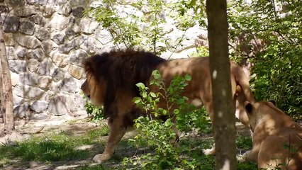 Лев и беременная львица Lion and Lioness pregnant