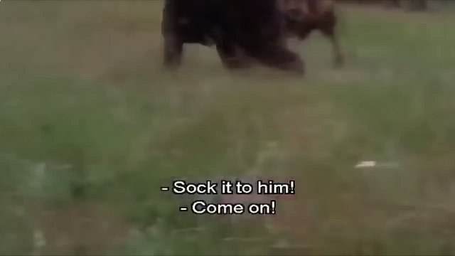 МОЛОДОЙ ГРИЗЛИ ПРОТИВ ЛЬВА,МЕДВЕДЬ VS ЛЕВ