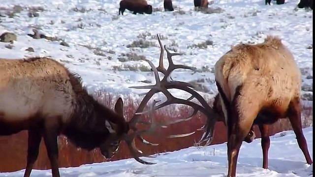 ОЛЕНЬ ПРОТИВ ОЛЕНЯ