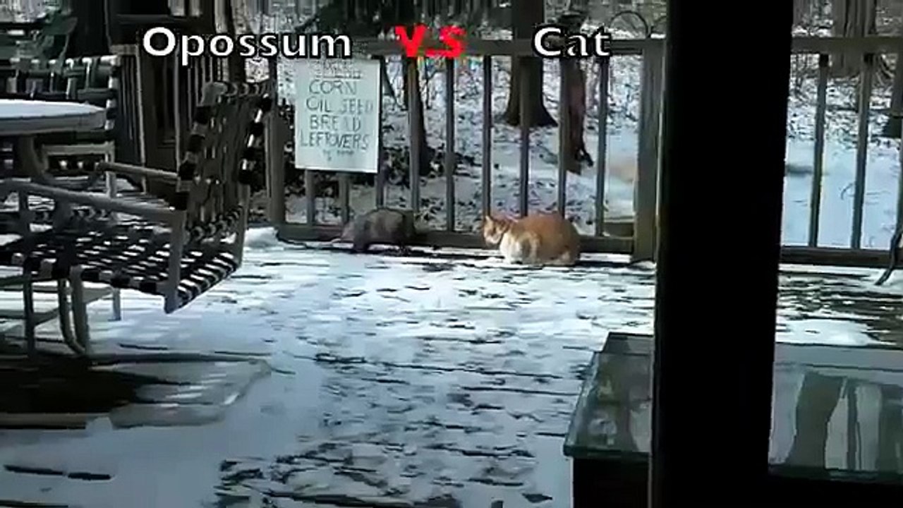 ОПОССУМ ПРОТИВ КОТА