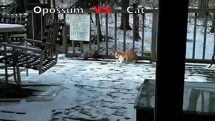 ОПОССУМ ПРОТИВ КОТА
