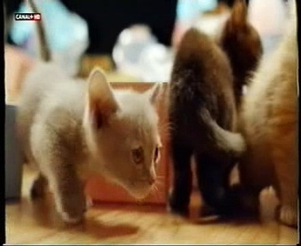 Gatitos: Supersentidos felinos