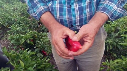 Kapya Biber, Külleme Hastalığı, Gün Yanığı Zararları, İle Nasıl Mücadele Edilir, Ne Yapılı