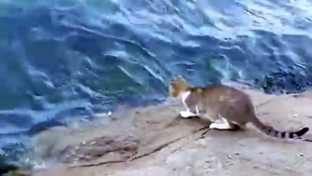 Рыбалка с котом. Кот просто взял и поймал рыбу