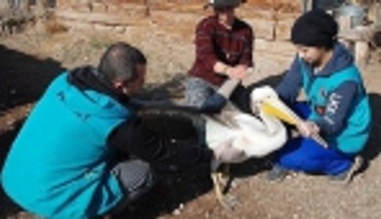 Yaralı pelikan tedavi altına alındı