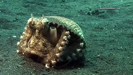 Deniz Kabuğunun İçinden Çıkan Canlı Yok Böyle Bir Şey