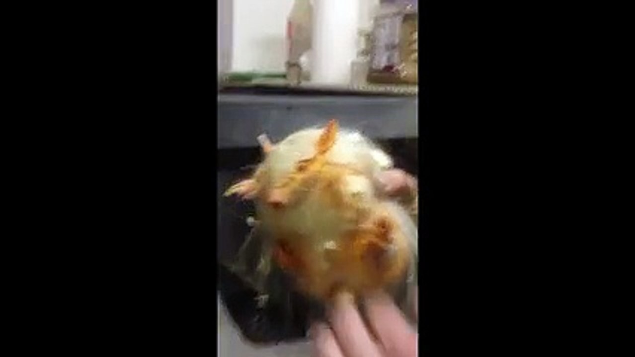 Hiç Duyulmamış Armadillo Çığlığı Yok Böyle Bir Şey