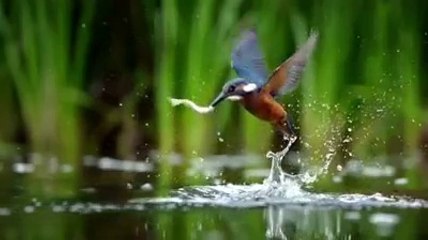 Скачать видео: Wild birds that eat fish in ponds - bird catching fish Beautiful bard hunting