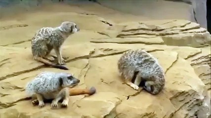 A lemur falls asleep and tumbles off a cliff...
