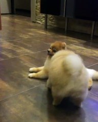 These puppies are probably not even real...