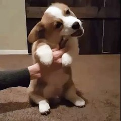 This Corgi puppy needs help eating his favorite thing...