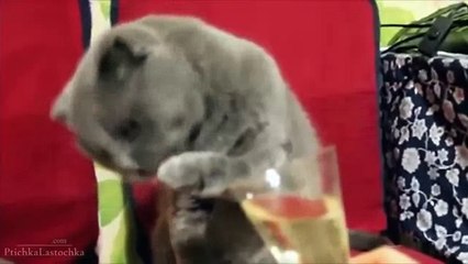 Epic Funny Cats Video HD, Funny cat videos, Best Cat Vines 2015 NewVines