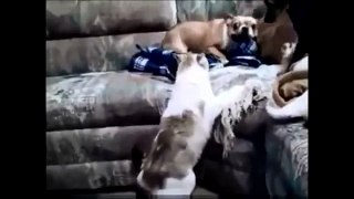 BEST FUNNY Cats & Dog Fails Top COMPILATION Animal