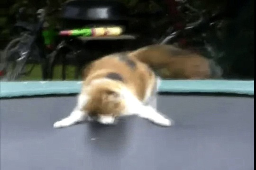 Funny Cats Around The Globe - Compilation 1